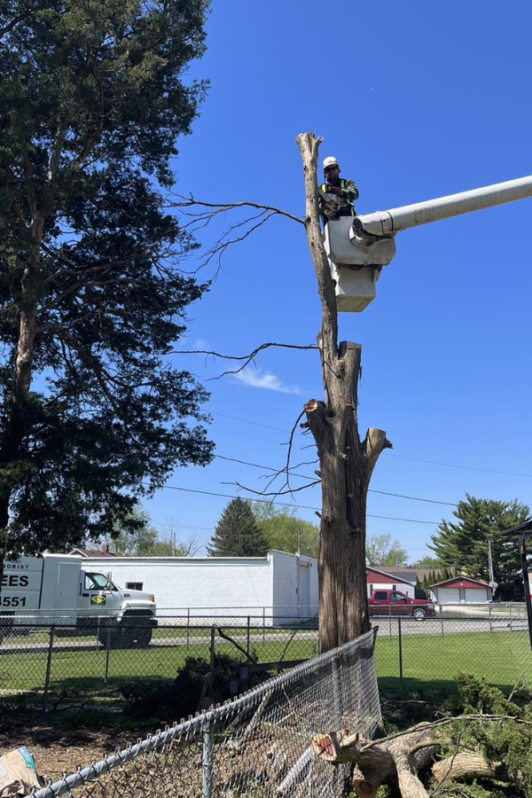 Tree Care Case Studies | Beez Tree Service
