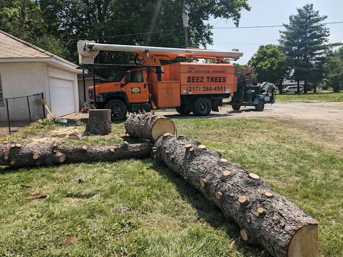 tree service in Tolono, Illinois; tree service in Tuscola, Illinois; tree service in Villa Grove, Illinois