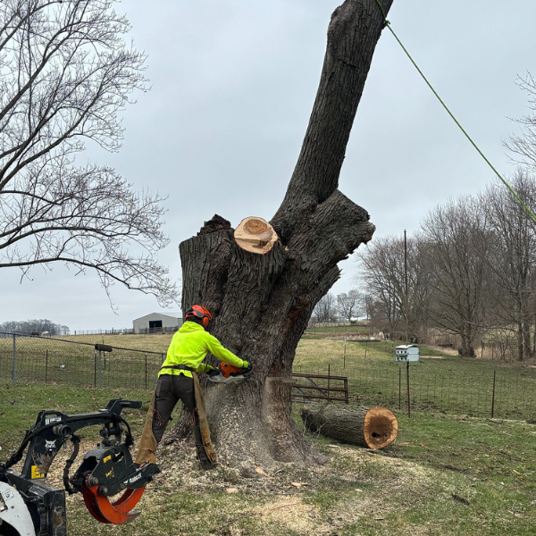 tree removal in Tolono, Illinois; tree removal in Tuscola, Illinois; tree removal in Villa Grove, Illinois; tree removal estimates