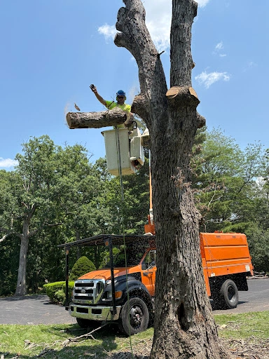 Expert tree service in Westville, Illinois ensuring healthy landscapes year-round.