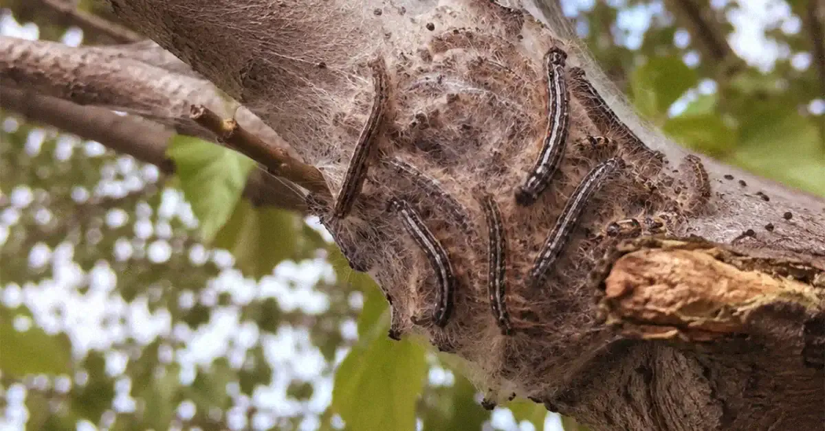 Eastern Tent Caterpillars in Champaign: What To Do