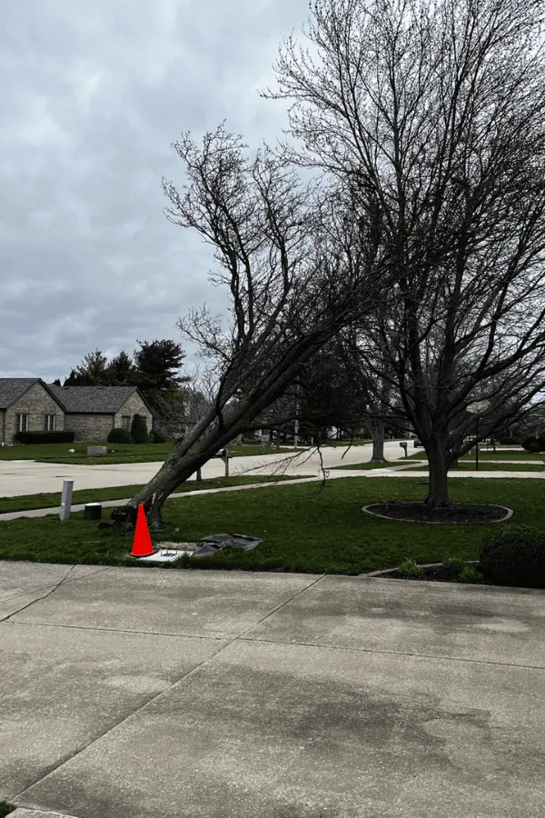 Emergency tree removal from home in Champaign-Urbana IL with complete cleanup