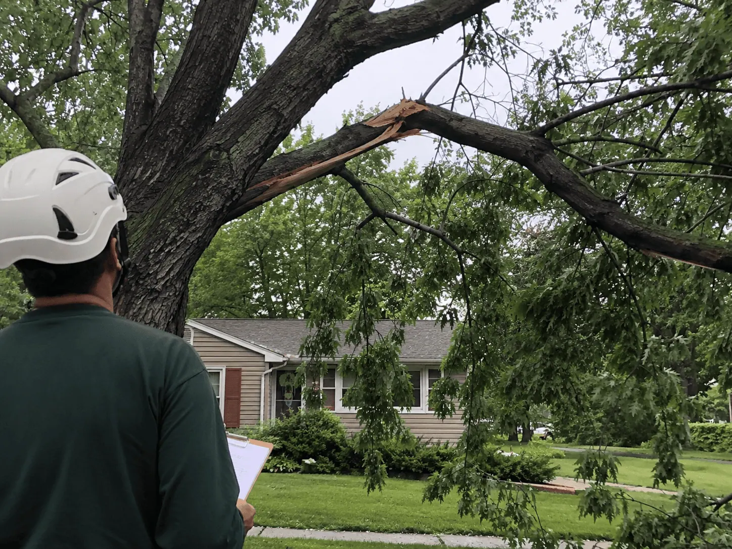 Tree removal and trimming service in Champaign Urbana IL by professional crew