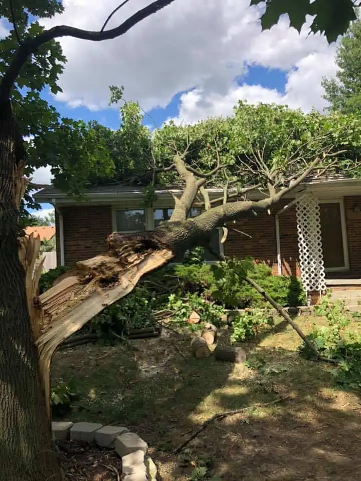 Storm cleanup and tree trimming service in Champaign-Urbana IL