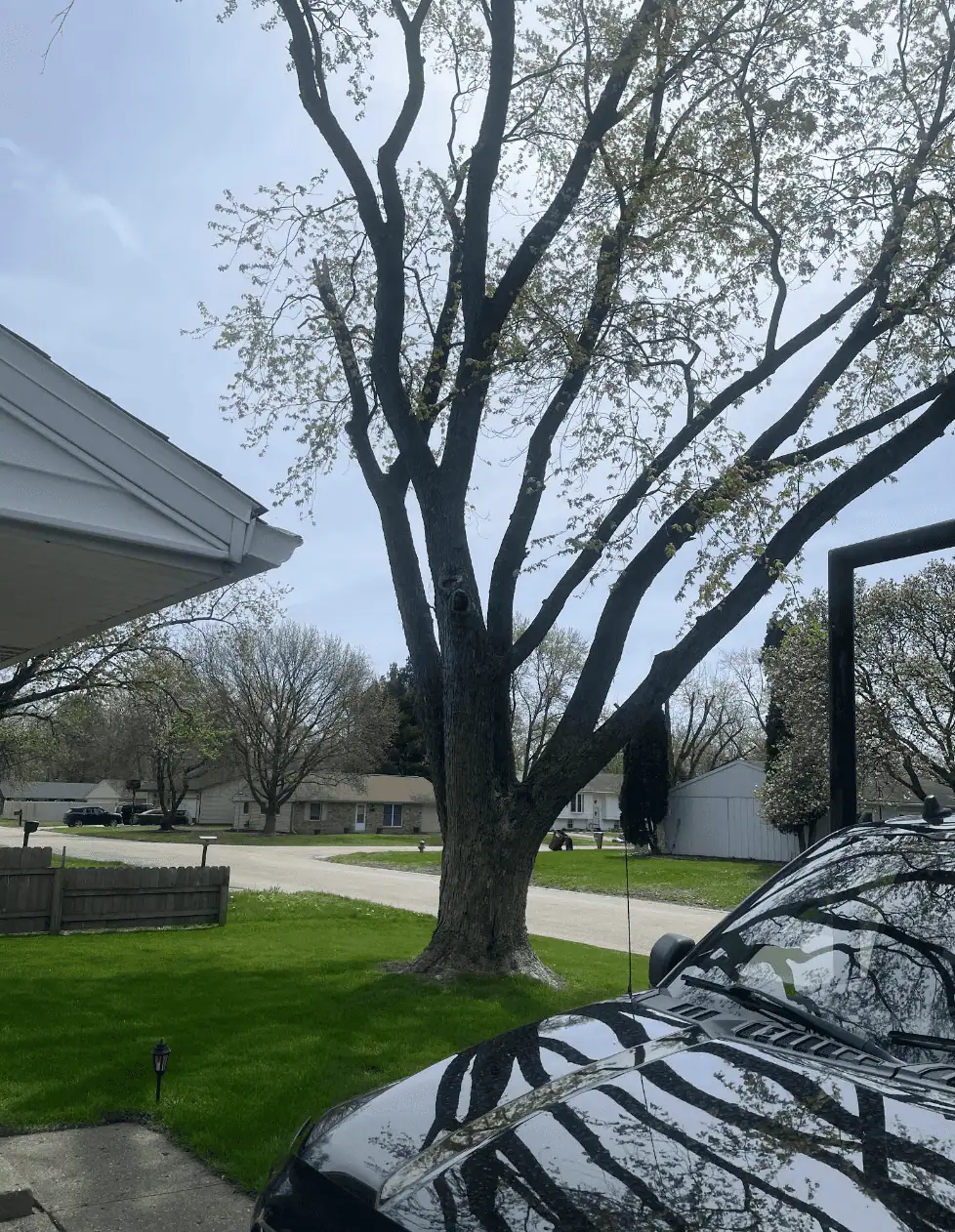 Declining Silver Maple Removal in Urbana