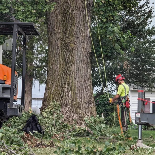 arborist-consult2; arborist consultation; ISA Certified Arborist
