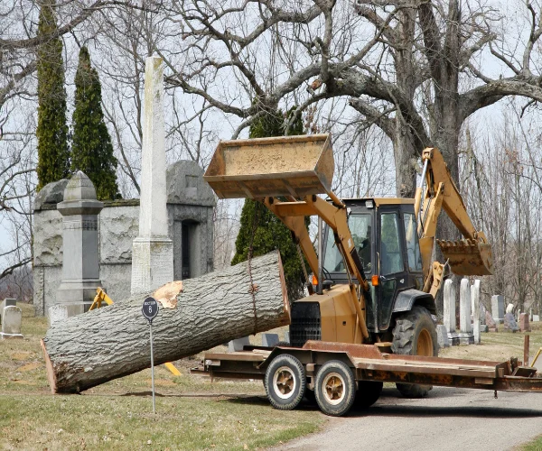 cemetery-tree-removal; commercial tree removal; commercial tree services