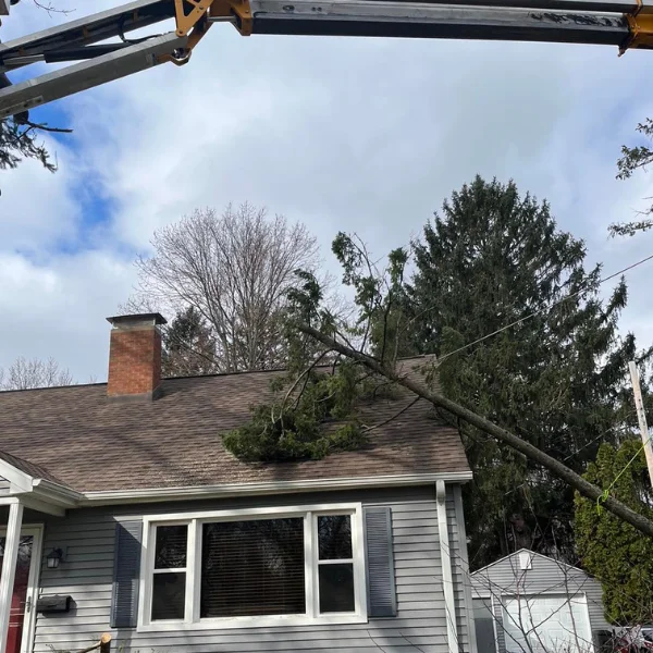 emergency-removal2; emergency tree services